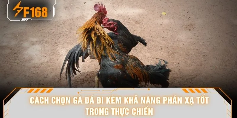 Cách chọn gà đá đi kèm khả năng phản xạ tốt trong thực chiến
