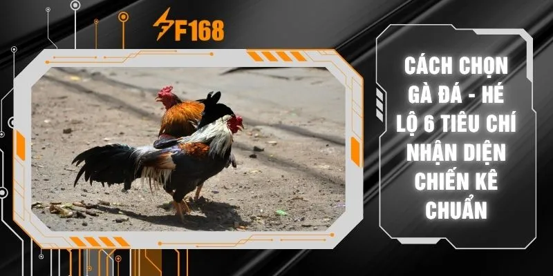 Cách Chọn Gà Đá - Hé Lộ 6 Tiêu Chí Nhận Diện Chiến Kê Chuẩn