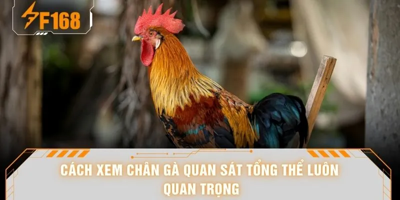 Cách xem chân gà quan sát tổng thể luôn quan trọng