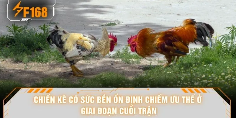 Chiến kê có sức bền ổn định chiếm ưu thế ở giai đoạn cuối trận