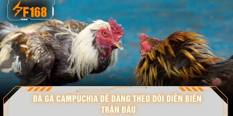 Đá gà Campuchia dễ dàng theo dõi diễn biến trận đấu