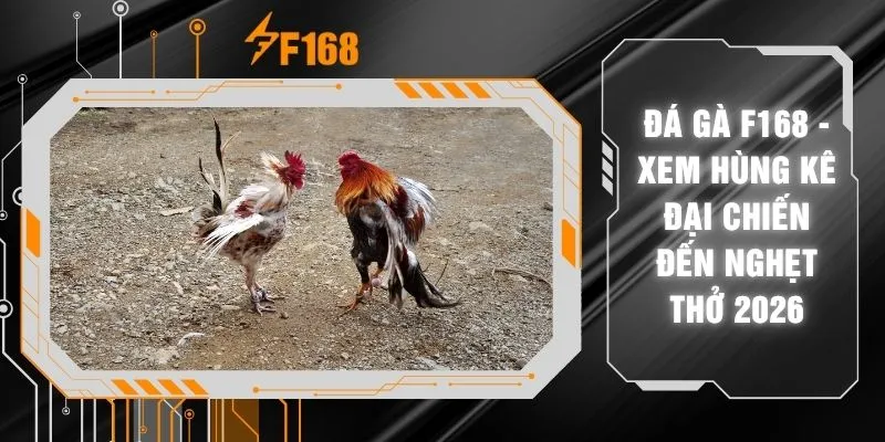 Đá Gà F168 - Xem Hùng Kê Đại Chiến Đến Nghẹt Thở 2026