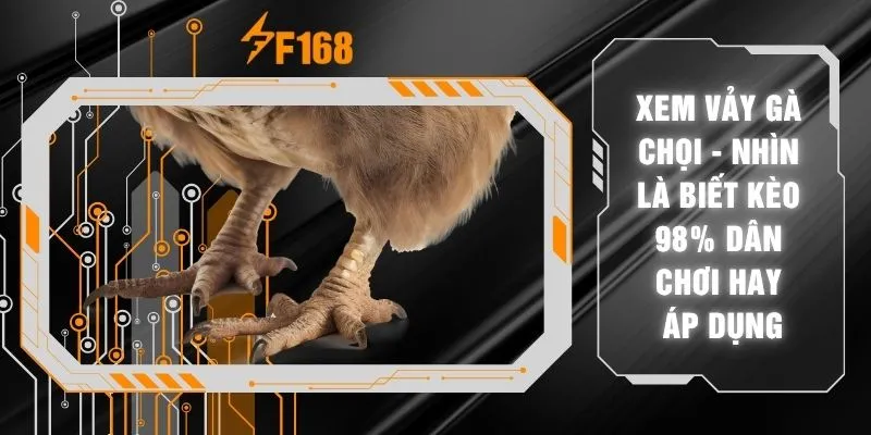 Xem Vảy Gà Chọi - Nhìn Là Biết Kèo 98% Dân Chơi Hay Áp Dụng